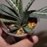 Gasteria verrucosa EX variegata
