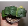 Gasteria armstrongii