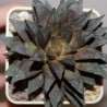 Haworthia VVG Danilo hybr