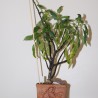Dorstenia zansibarica