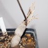 Ipomoea platensis