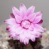 Gymnocalycium mihanovichii violet