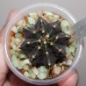 Гимнокалициум Gymnocalycium mihanovichii Black ex variegata - Галерея