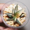 Haworthia fasciata x limifolia variegata Yellow