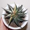 Haworthia limifolia variegata Yellow