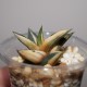 Haworthia limifolia x fasciata variegata