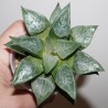 Haworthia comptoniana Hagiwara