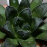 Haworthia Uriel