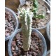 Euphorbia mammillaris variegata