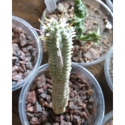 Euphorbia mammillaris variegata