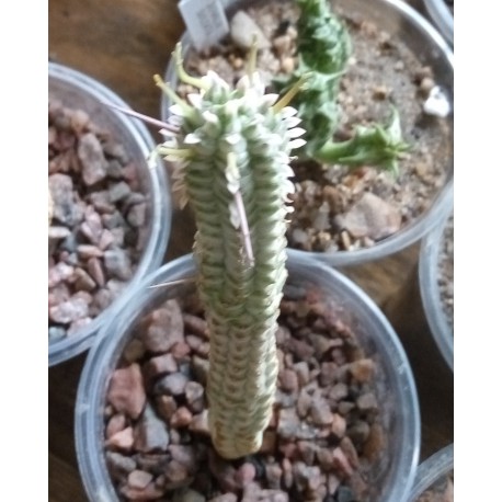 Euphorbia mammillaris variegata