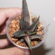 Хавортия Haworthia limifolia variegata