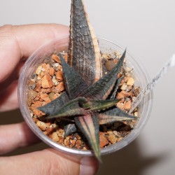 ъ26 Хавортия Haworthia limifolia variegata Red - Галерея