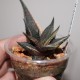 Хавортия Haworthia limifolia variegata