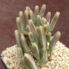 Крассула Crassula lycopodioides variegata Pink Rapsodia - Галерея