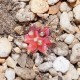 Gymnocalycium mihanovichii variegata RED small