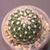 Thelocactus conothelos