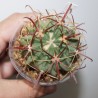 Ферокактус Ferocactus latispinus - Галерея