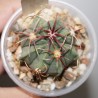 Ферокактус Ferocactus macrodiscus - Галерея