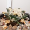 Ариокарпус Ariocarpus hintonii old - Галерея
