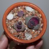 2. Красный и розовый - композиция из живых камней - под заказ