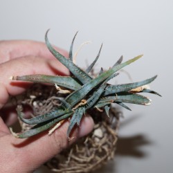 Aloe calcairophila - природник