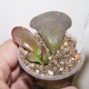 Adromischus cristatus Kaffidriff