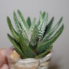 Haworthia Emperor