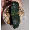 Gasteria armstrongii ex variegata