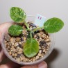 Dorstenia foetida variegata selected 11