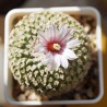 Turbinicarpus valdesianus