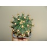 Hamatocactus setispinus