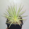 Agave stricta nana