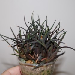 Haworthia angustifolia altissima