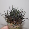 Хавортия Haworthia angustifolia altissima