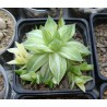 Haworthia cymbiformis variegata