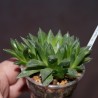 Хавортия Haworthia Gorbi клон 1