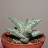 Aloe сортовое Coconut Flakes