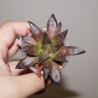 Haworthia Chocolate x Black major