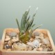 Avonia alstonii