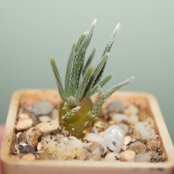 Avonia alstonii