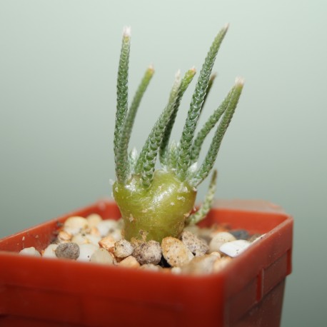 Avonia alstonii