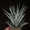 Haworthia fasciata Alba