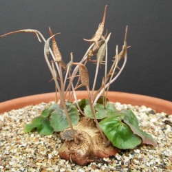Доостения каудексная Dorstenia barnimiana