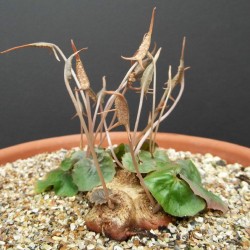 Dorstenia barnimiana