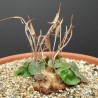 Дорстения каудексная Dorstenia barnimiana