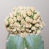 Эхинофоссулокактус Echinofossulocactus multicostatus monstrosa - Галерея