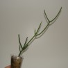 Эуфорбия Euphorbia tirucalli