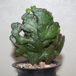 Euphorbia tirucalli cristata