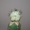 Ortegocactus macdougallii - прививка